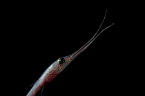 Snipe eel {Nemichthys sp} mesopelagic, 700m, Gulf of Maine, Atlantic