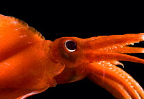 Deepsea squid {Octopoteuthis megaptera} Gulf of Maine, Atlantic