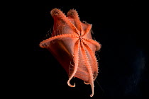 Deepsea cirrate octopod (Stauroteuthis syrtensis) 830m, Gulf of Maine, Atlantic