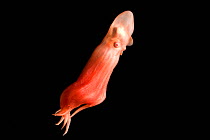 Deepsea cirrate octopod (Stauroteuthis syrtensis) 830m, Gulf of Maine, Atlantic