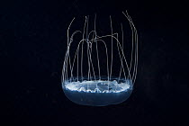 Deep sea medusa {Solmissus sp} Gulf of Maine, Atlantic