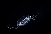 Deep sea medusa {Solmissus sp} Gulf of Maine, Atlantic