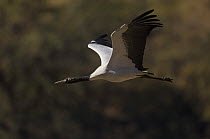 Black-necked crane (Grus nigricollis) flying, Shangti Valley, Arunachal Pradesh, India.