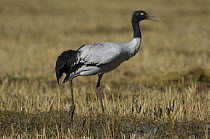 Black-necked crane (Grus nigricollis), Shangti Valley, Arunachal Pradesh, India.