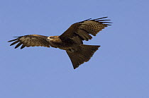 Black Kite (Milvus migrans) flying, Assam, India