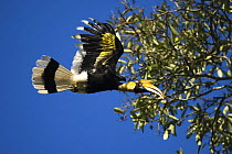 Great Hornbill (Buceros bicornis) female flying to tree, Assam, India