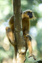 Golden Leaf / Golden Langur monkey (Trachypithecus / Presbytis geei ) sitting in tree showing toes on feet, Endangered, Kaziranga NP, Assam, India