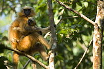 Golden Leaf / Golden Langur Monkey (Trachypithecus / Presbytis geei ) female with young in tree, Endangered, Kaziranga NP, Assam, India