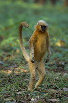 Golden Leaf Monkey / Golden Langur (Trachypithecus / Presbytis geei ) standing on hind legs, Endangered, Kaziranga NP, Assam, India