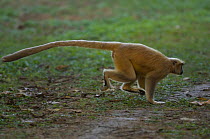 Golden Leaf / Golden Langur monkey (Trachypithecus / Presbytis geei) running along ground, Endangered, Kaziranga NP, Assam, India