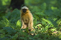Golden Leaf / Golden Langur monkey (Trachypithecus / Presbytis geei) in forest, Endangered, Kaziranga NP, Assam, India
