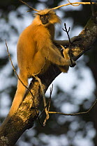 Golden Leaf / Golden Langur monkey (Trachypithecus / Presbytis geei) sitting in tree, Endangered, Kaziranga NP, Assam, India