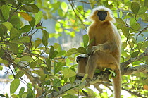 Golden Leaf / Golden Langur monkey (Trachypithecus / Presbytis geei) sitting in forest tree, Endangered, Kaziranga NP, Assam, India