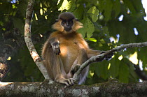 Capped Langur (Presbytis / Trachypithecus pileatus) sitting in tree, Kaziranga NP, Assam, India