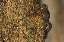 Orange bellied Himalayan Squirrel (Dremomys lokriah) on tree trunk, Assam, India