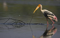 Painted Stork (Mycteria leucocephala) collecting nesting material from water, Keoladeo Ghana NP, Bharatpur, Rajasthan, India