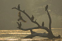 Cormorants (Phalacrocorax sp) perched on dead tree in water, Keoladeo Ghana NP, Bharatpur, Rajasthan, India