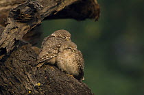 Spotted Owlet (Athena brama) adult and chick huddled together, Keoladeo Ghana NP, Bharatpur, Rajasthan, India