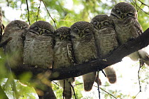 Six Spotted Owlet chicks (Athena brama) perched in a row, Keoladeo Ghana NP, Bharatpur, Rajasthan, India