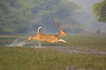 Chital / Spotted Deer (Axis / Cervus axis) male leaping through water, Keoladeo Ghana NP, Bharatpur, Rajasthan, India