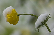 Globeflower (Trollius europaeus) in snow, Mercantour NP, Alpes Maritimes, France