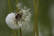 Dandelion (Taraxacum vulgaria) seedhead covered with snow, Mercantour NP, Alpes Maritimes, France