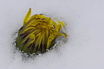 Dandelion (Taraxacum vulgaria) flower growing up through snow, Mercantour NP, Alpes Maritimes, France