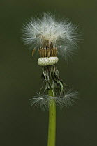 Dandelion (Taraxacum vulgaria) seedhead with seeds ready to disperse, Mercantour NP, Alpes Maritimes, France