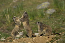 Alpine Marmots (Marmota marmota) play fighting, Mercantour NP, Alpes Maritimes, France