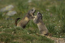 Alpine Marmots (Marmota marmota) play fighting, Mercantour NP, Alpes Maritimes, France