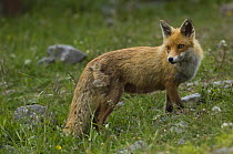 Red Fox (Vulpes vulpes) Mercantour NP, Alpes Maritimes, France