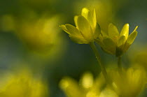 Lesser celandine / Figwort (Ranunculus ficaria) France