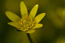 Lesser celandine / Figwort (Ranunculus ficaria) France