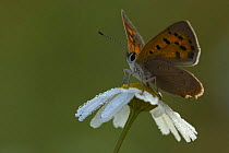 Small Copper butterfly (Lycaena phlaeas) on Ox-eye daisy, Wuustwezel, Belgium