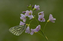Green-veined white butterfly (Pieris napi) on Cuckoo-flower (Cardamine pratensis), Belgium
