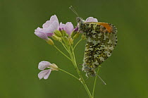 Orange tip butterfly (Anthocharis cardamines) pair mating on Cuckoo-flower (Cardamine pratensis) Belgium