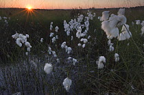 Common cotton grass (Eriophorum angustifolium) at sunrise, Wuustwezel, Belgium