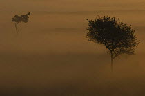 Dawn landscape with Birch trees (Betula pendula) appearing in the mist, Wuustwezel, Belgium