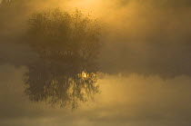 Dawn landscape with Birch trees (Betula pendula) on an island in lake in the mist, Wuustwezel, Belgium