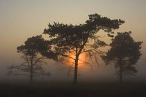 Sunrise seen through Fir trees, Wuustwezel, Belgium