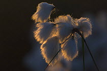Common cotton grass (Eriophorum angustifolium) Belgium