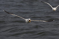 Lesser Black-backed Gull (Larus fuscus) flying and calling, Belgium