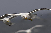 Lesser Black-backed Gull (Larus fuscus) flying, Belgium