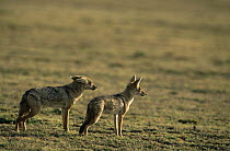 Two Golden jackals {Canis aureus} one in submissive posture, Ngorongoro conservation area, Tanzania