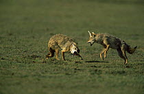 Two Golden jackals fighting {Canis aureus}  Ngorongoro conservation area, Tanzania