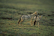 Golden jackal {Canis aureus} male sniffing female, Ngorongoro conservation area, Tanzania