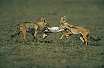 Two Golden jackals {Canis aureus} fighting over  carcass of young gazelle, Ngorongoro conservation area, Tanzania