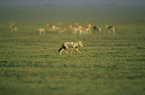 Golden jackal {Canis aureus} walking in front of herd of Gazelle, Ngorongoro conservation area, Tanzania