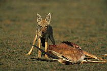 Golden jackal {Canis aureus} with carcass of Thomson's gazelle, Ngorongoro conservation area, Tanzania