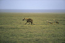Spotted hyaena {Crocuta crocuta} and Golden jackals {Canis aureus} Ngorongoro conservation area, Tanzania